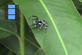 Scene 14_White Dotted Black Spider on a Leaf